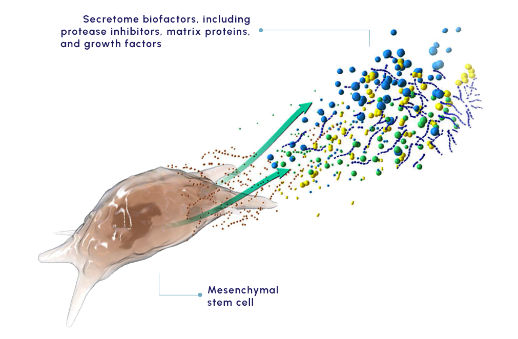 Mesenchymal stem cell and scretome biofactors, including protease inhibitors, matrix proteins, and growth factors.